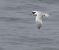 Elegant Tern